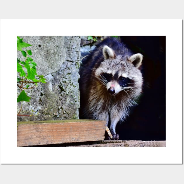 A Shy Raccoon Wall Art by DeVerviers